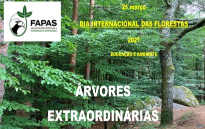 Árvores Extraordinárias | Dia Internacional das Florestas | 21 de Março