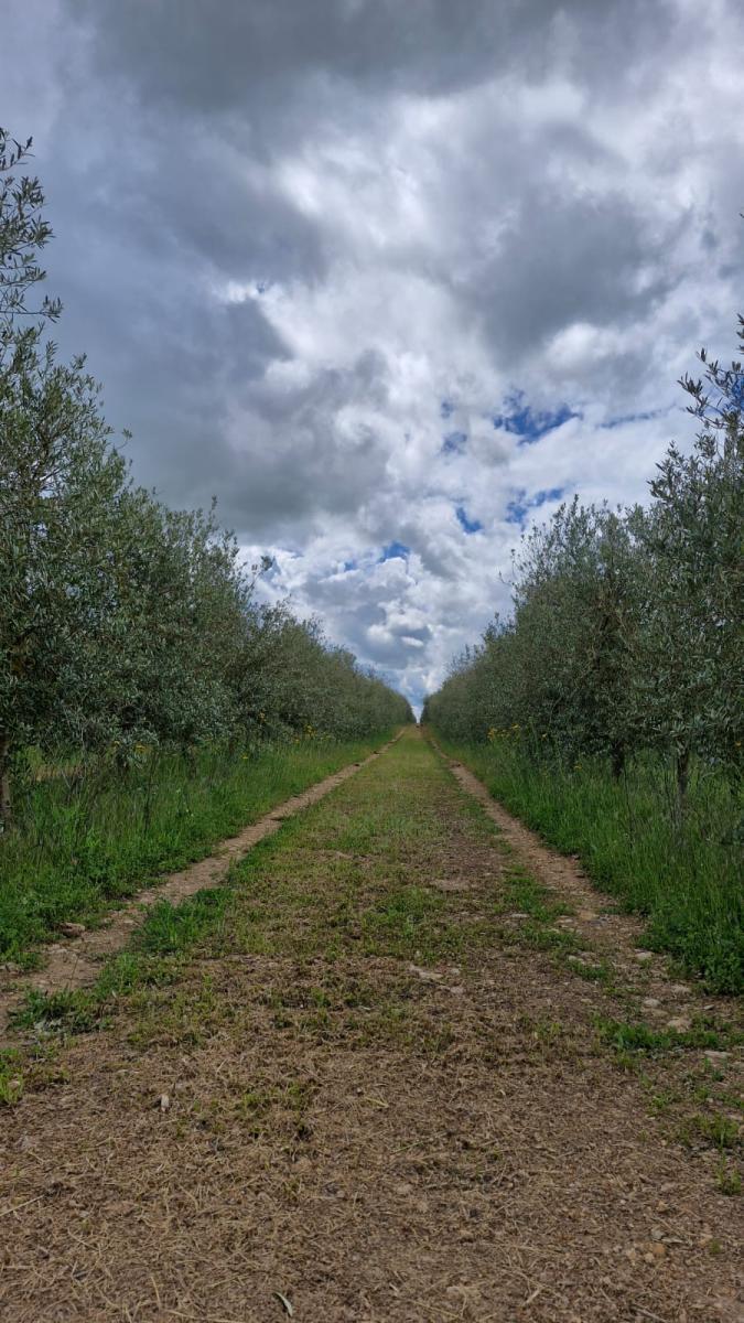 Imagem-WhatsApp-2025-05-14-às-14.04.09 6b6dea14